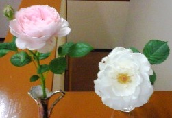 バラの花.jpg